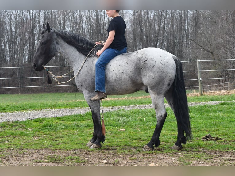 Caballo cuarto de milla Mestizo Caballo castrado 4 años 152 cm Ruano azulado in Strasburg