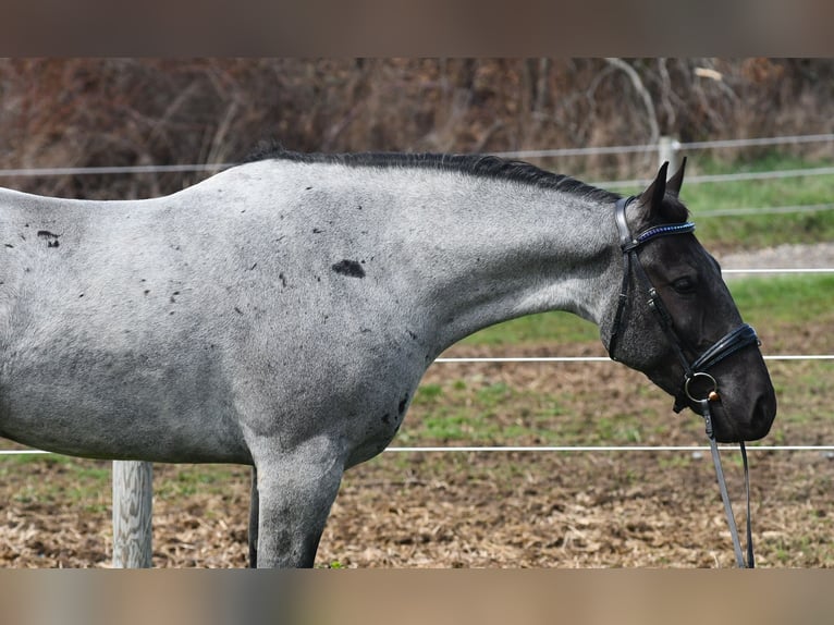 Caballo cuarto de milla Mestizo Caballo castrado 4 años 152 cm Ruano azulado in Strasburg