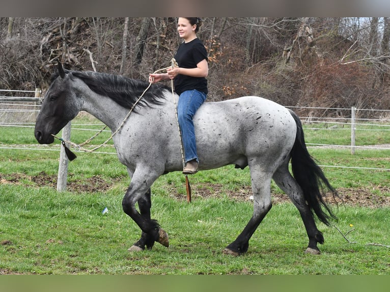 Caballo cuarto de milla Mestizo Caballo castrado 4 años 152 cm Ruano azulado in Strasburg