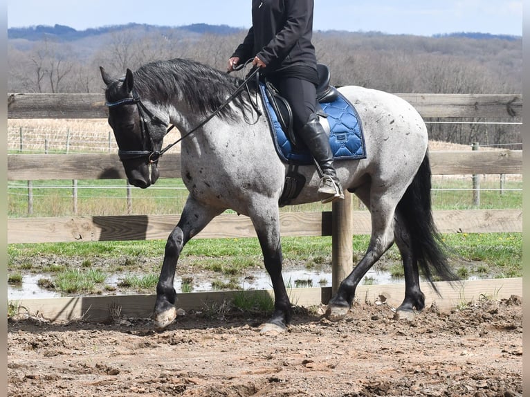 Caballo cuarto de milla Mestizo Caballo castrado 4 años 152 cm Ruano azulado in Strasburg