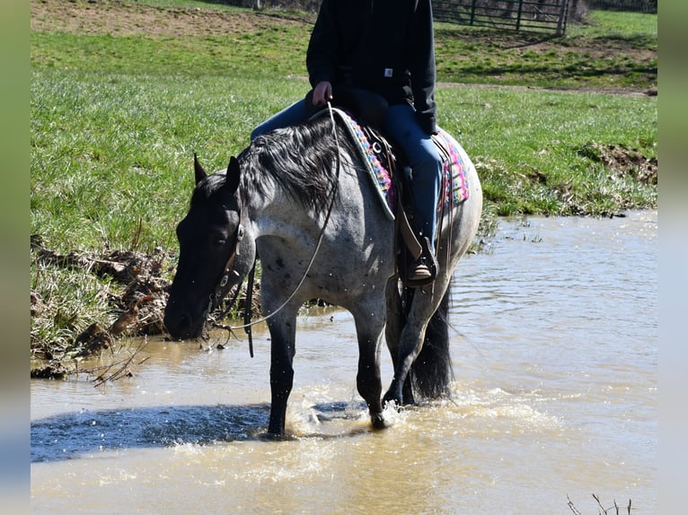 Caballo cuarto de milla Mestizo Caballo castrado 4 años 152 cm Ruano azulado in Strasburg