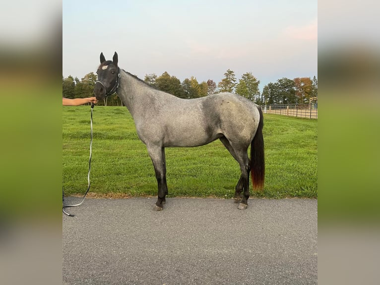 Caballo cuarto de milla Caballo castrado 4 años 152 cm Ruano azulado in Etna ME