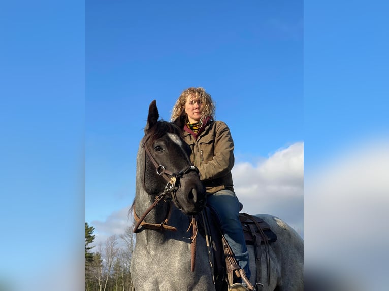 Caballo cuarto de milla Caballo castrado 4 años 152 cm Ruano azulado in Etna ME