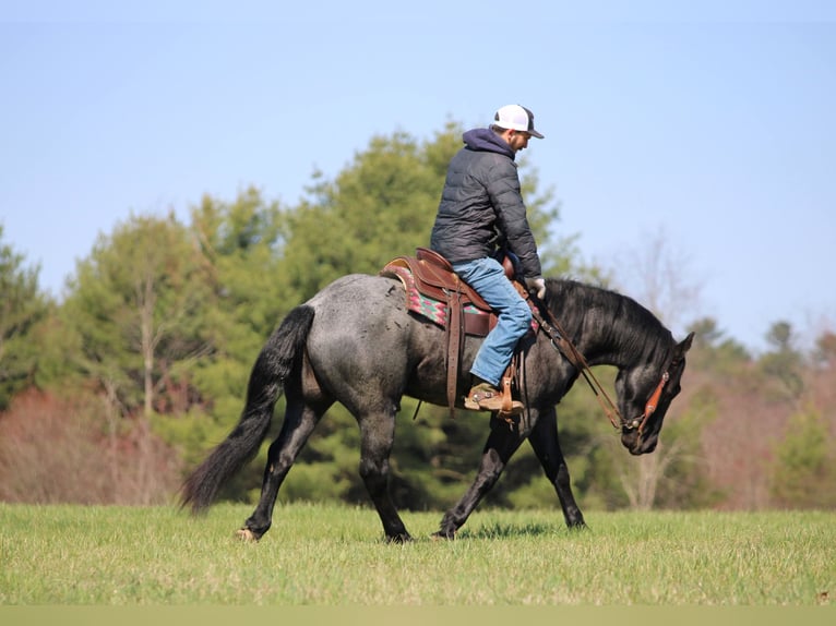 Caballo cuarto de milla Caballo castrado 4 años 152 cm Ruano azulado in Clarion