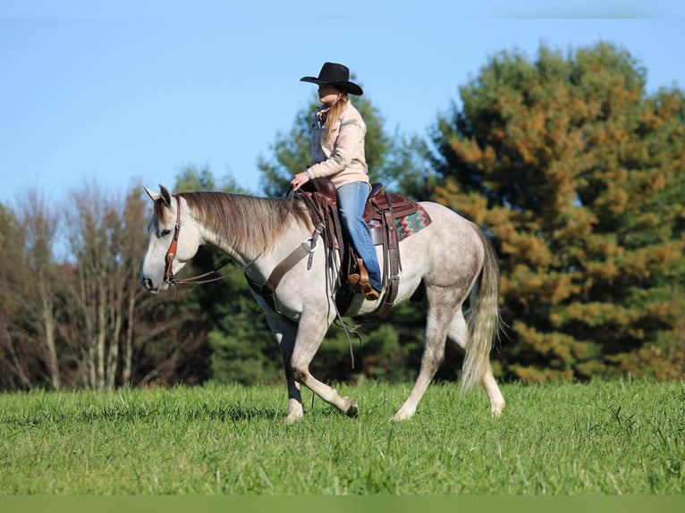 Caballo cuarto de milla Caballo castrado 4 años 152 cm Tordo in Clarion