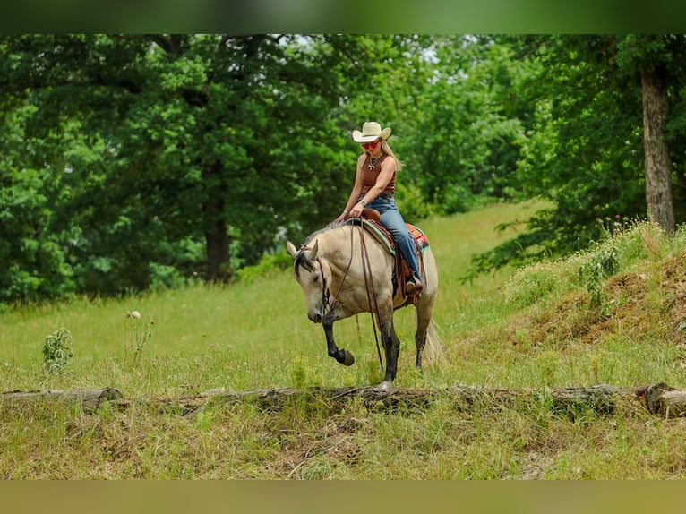 Caballo cuarto de milla Caballo castrado 4 años 152 cm Tordo in Quitman