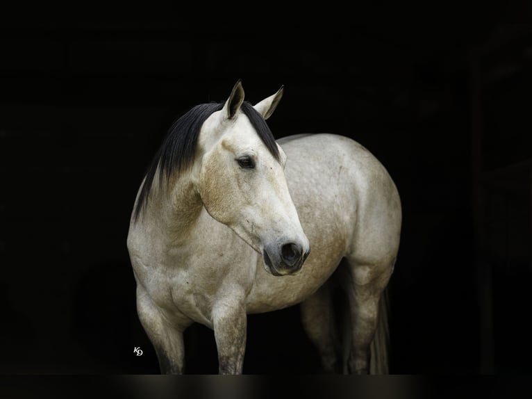 Caballo cuarto de milla Caballo castrado 4 años 152 cm Tordo in Quitman
