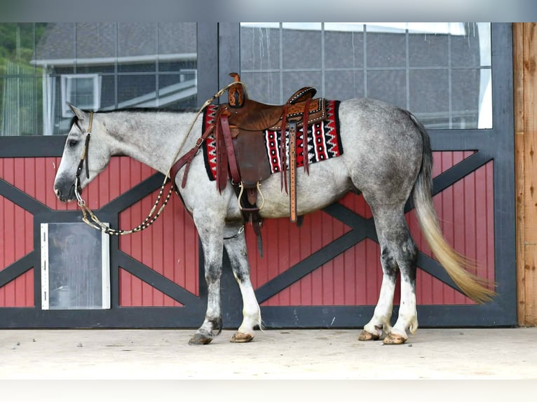 Caballo cuarto de milla Caballo castrado 4 años 152 cm Tordo rodado in Rebersburg