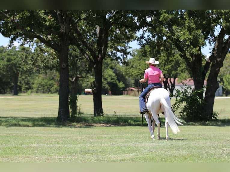 Caballo cuarto de milla Caballo castrado 4 años 152 cm White/Blanco in Decatur, TX