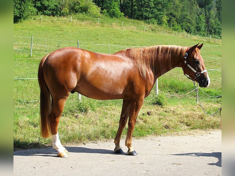 Caballo cuarto de milla Caballo castrado 4 años 153 cm Alazán in Schierling