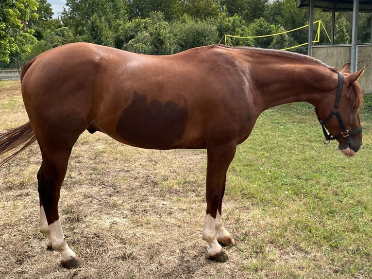 Caballo cuarto de milla Caballo castrado 4 años 153 cm Alazán rojizo in Piacenza