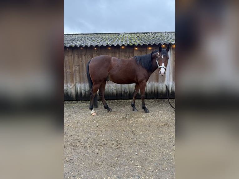 Caballo cuarto de milla Caballo castrado 4 años 153 cm Castaño in Rijswijk (NB)