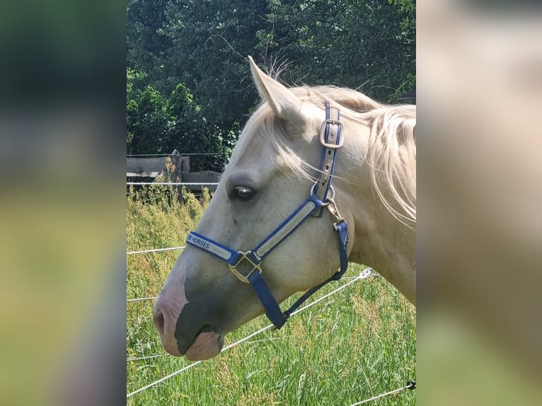 Caballo cuarto de milla Caballo castrado 4 años 153 cm Palomino in Sonsbeck