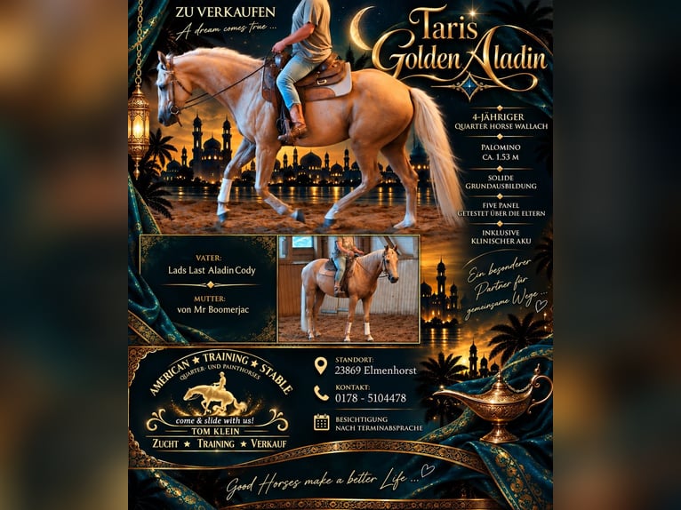 Caballo cuarto de milla Caballo castrado 4 años 153 cm Palomino in Elmenhorst