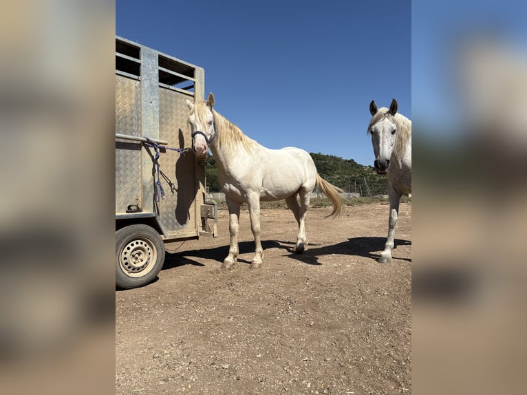 Caballo cuarto de milla Mestizo Caballo castrado 4 años 153 cm White/Blanco in Cati