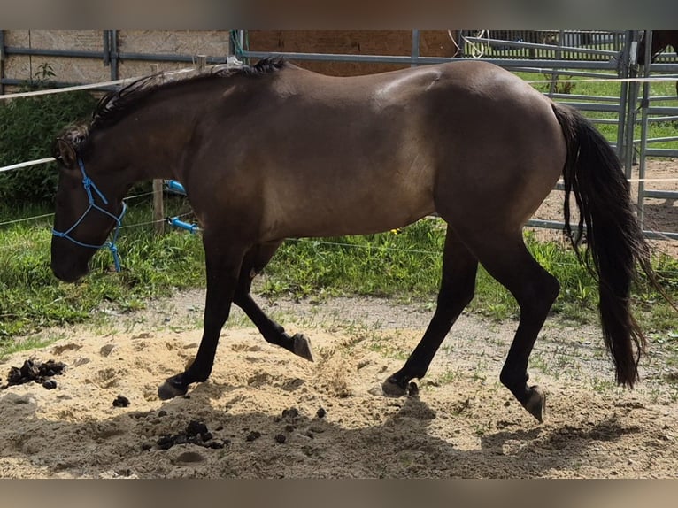 Caballo cuarto de milla Caballo castrado 4 años 154 cm Grullo in Tann