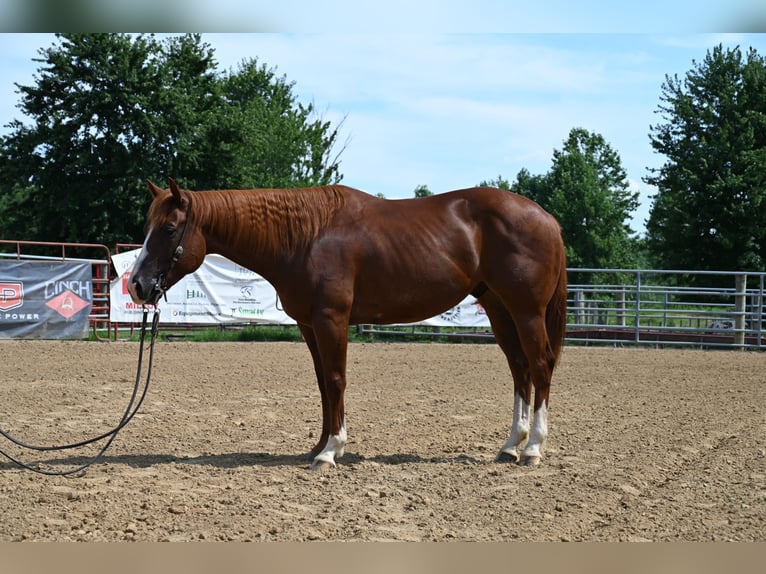 Caballo cuarto de milla Caballo castrado 4 años 155 cm Alazán rojizo in Scottsburg, IN