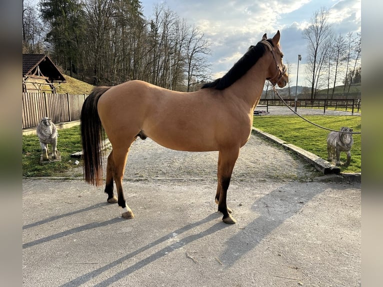 Caballo cuarto de milla Caballo castrado 4 años 155 cm Castaño claro in Šentvid pri Stični