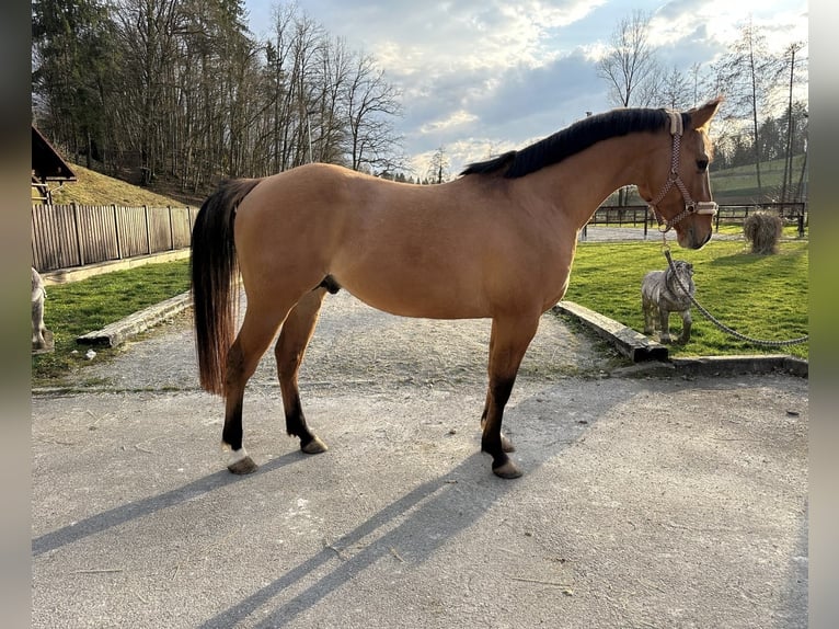 Caballo cuarto de milla Caballo castrado 4 años 155 cm Castaño claro in Šentvid pri Stični