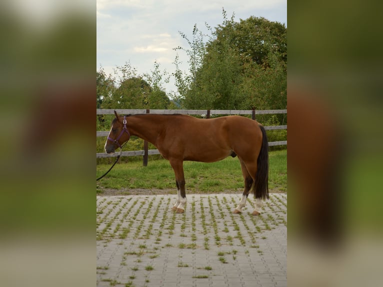 Caballo cuarto de milla Caballo castrado 4 años 155 cm Castaño in T&#xE4;nnesberg