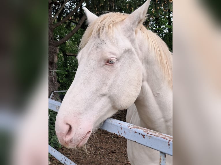 Caballo cuarto de milla Caballo castrado 4 años 155 cm Cremello in Hohenpeißenberg
