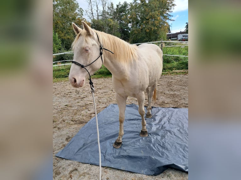 Caballo cuarto de milla Caballo castrado 4 años 155 cm Cremello in Hohenpeißenberg