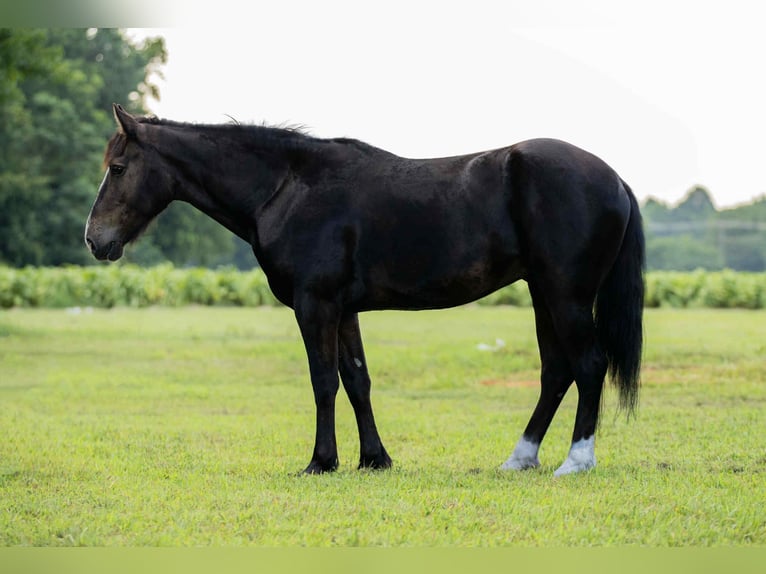 Caballo cuarto de milla Caballo castrado 4 años 155 cm Negro in Wendell, NC