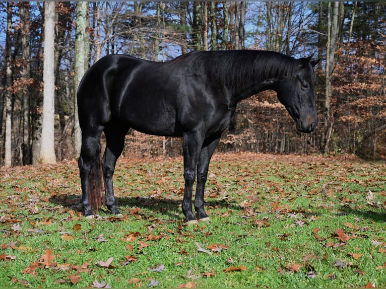 Caballo cuarto de milla Caballo castrado 4 años 155 cm Negro in Batesville