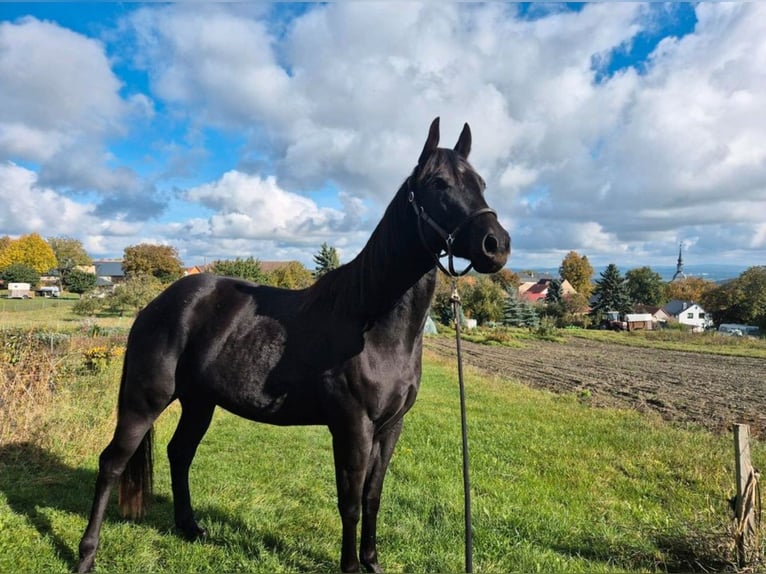 Caballo cuarto de milla Caballo castrado 4 años 155 cm Negro in Müglitztal