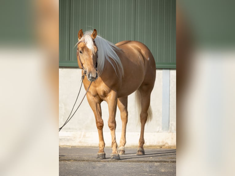 Caballo cuarto de milla Caballo castrado 4 años 155 cm Palomino in Amsterdam