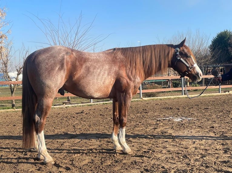 Caballo cuarto de milla Caballo castrado 4 años 155 cm Ruano alazán in Echzell