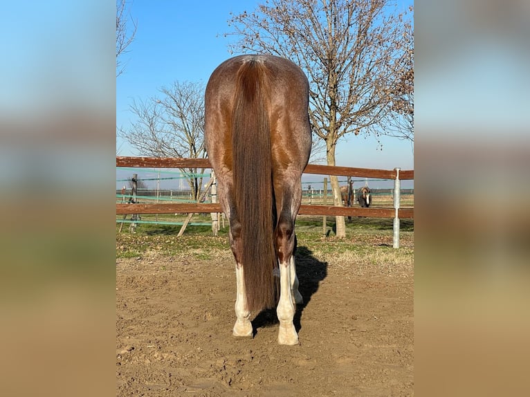 Caballo cuarto de milla Caballo castrado 4 años 155 cm Ruano alazán in Echzell