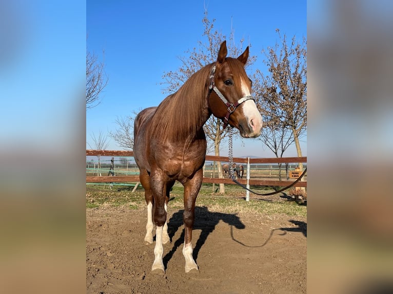 Caballo cuarto de milla Caballo castrado 4 años 155 cm Ruano alazán in Echzell