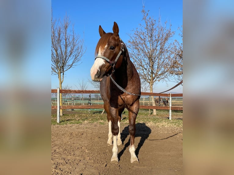 Caballo cuarto de milla Caballo castrado 4 años 155 cm Ruano alazán in Echzell