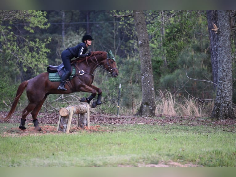 Caballo cuarto de milla Caballo castrado 4 años 155 cm Ruano alazán in Hull