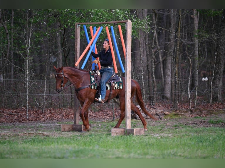 Caballo cuarto de milla Caballo castrado 4 años 155 cm Ruano alazán in Hull