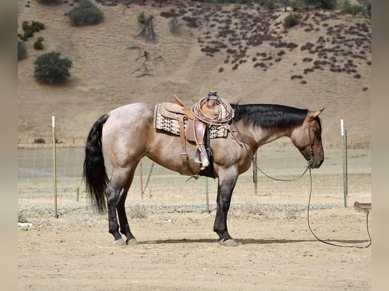 Caballo cuarto de milla Caballo castrado 4 años 155 cm Ruano azulado in Paicines, CA