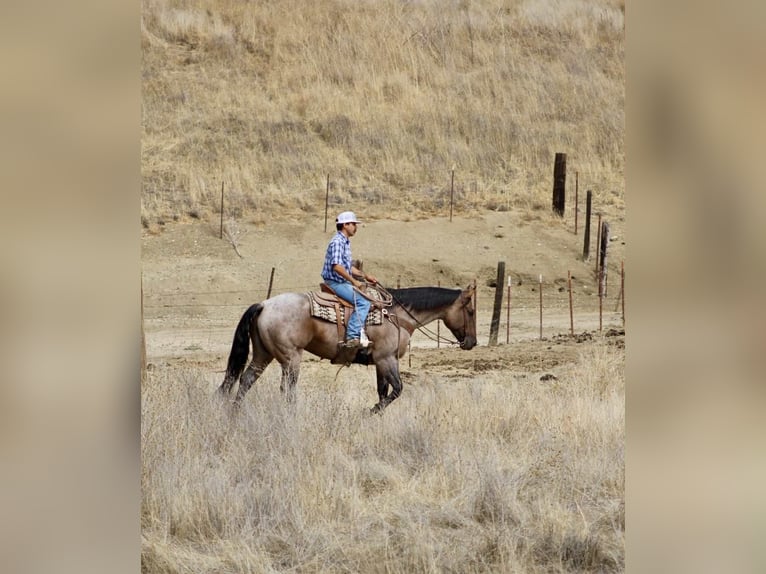 Caballo cuarto de milla Caballo castrado 4 años 155 cm Ruano azulado in Paicines, CA