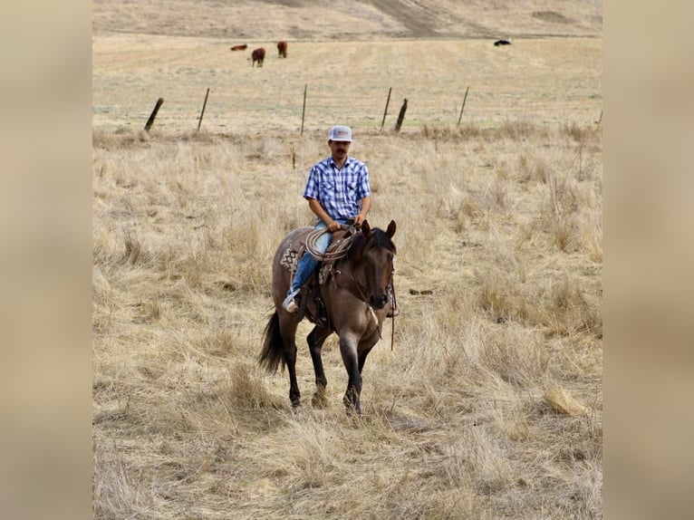 Caballo cuarto de milla Caballo castrado 4 años 155 cm Ruano azulado in Paicines, CA