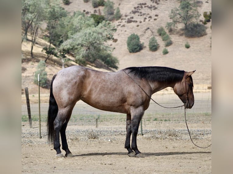 Caballo cuarto de milla Caballo castrado 4 años 155 cm Ruano azulado in Paicines, CA