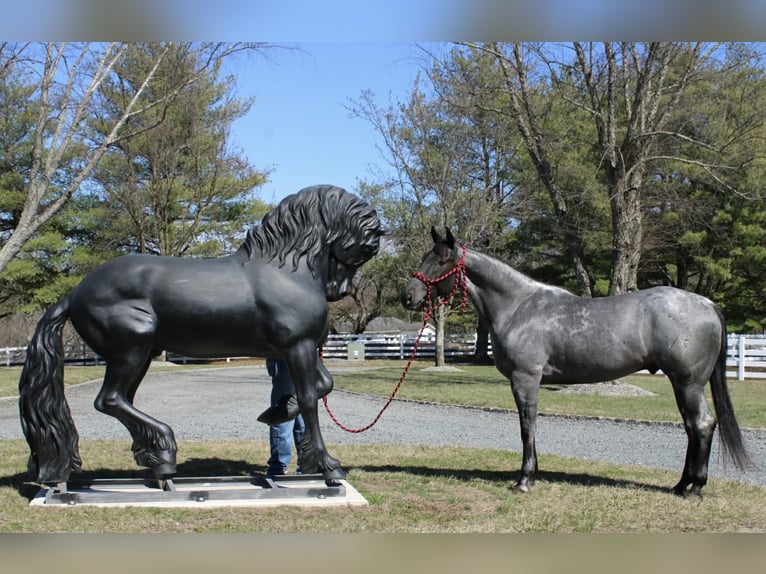 Caballo cuarto de milla Caballo castrado 4 años 155 cm Ruano azulado in Allentown