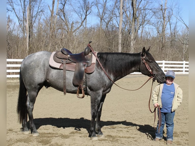 Caballo cuarto de milla Caballo castrado 4 años 155 cm Ruano azulado in Allentown
