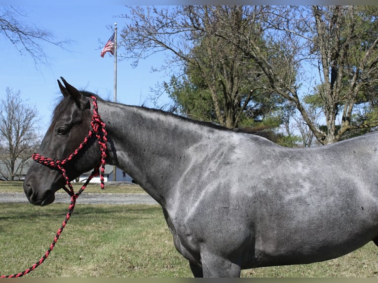 Caballo cuarto de milla Caballo castrado 4 años 155 cm Ruano azulado in Allentown