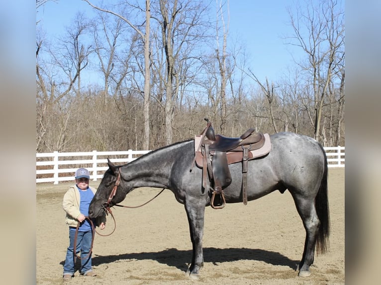 Caballo cuarto de milla Caballo castrado 4 años 155 cm Ruano azulado in Allentown