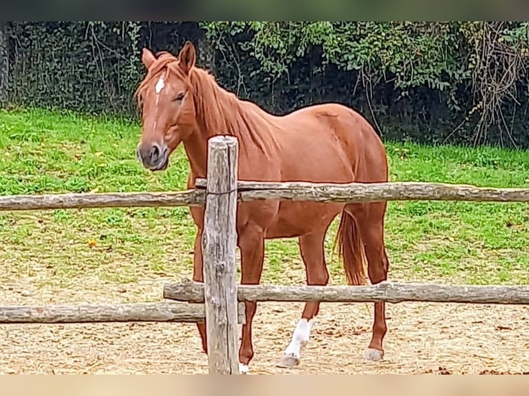 Caballo cuarto de milla Caballo castrado 4 años 155 cm in Tortoreto Lido