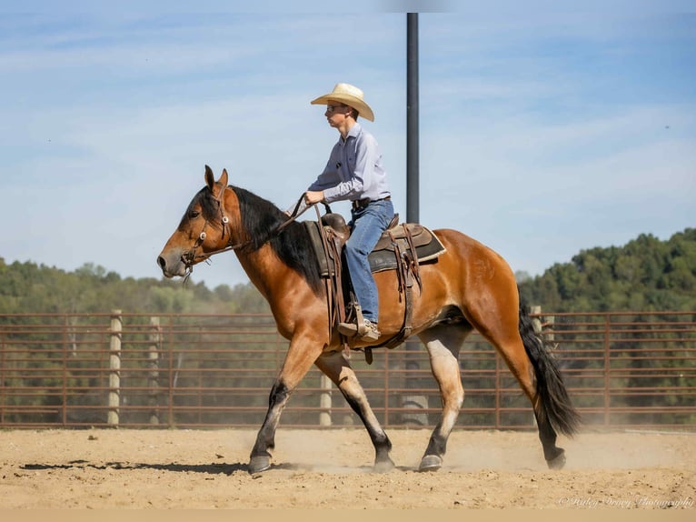 Caballo cuarto de milla Mestizo Caballo castrado 4 años 157 cm Castaño rojizo in Auburn, KY