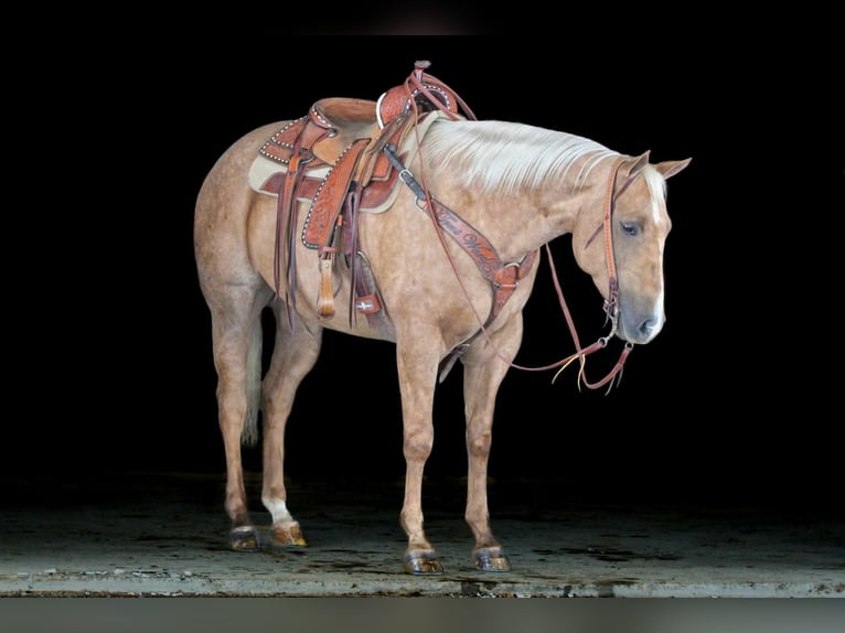 Caballo cuarto de milla Caballo castrado 4 años 157 cm Palomino in Clarion