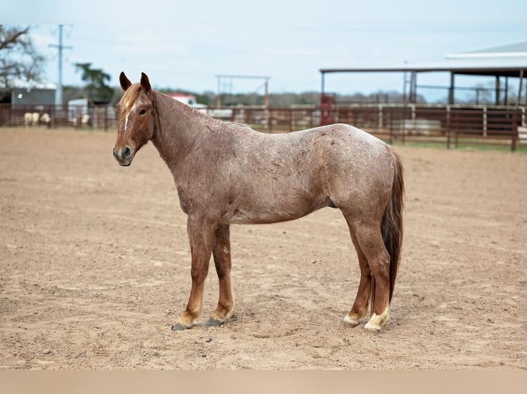 Caballo cuarto de milla Caballo castrado 4 años 157 cm Ruano alazán in Normangee
