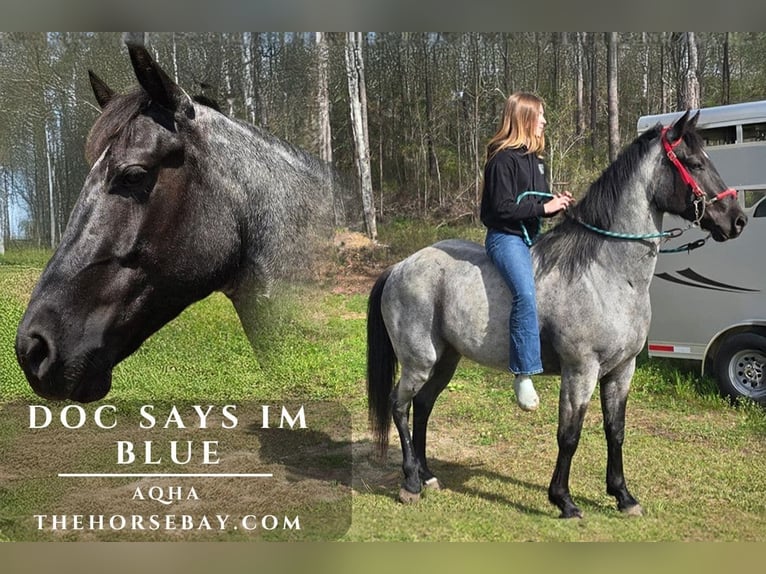 Caballo cuarto de milla Caballo castrado 4 años 157 cm Ruano azulado in Huger, SC