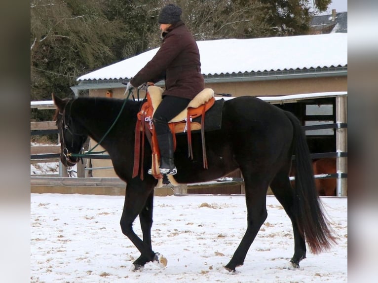 Caballo cuarto de milla Caballo castrado 4 años 158 cm Negro in Müglitztal
